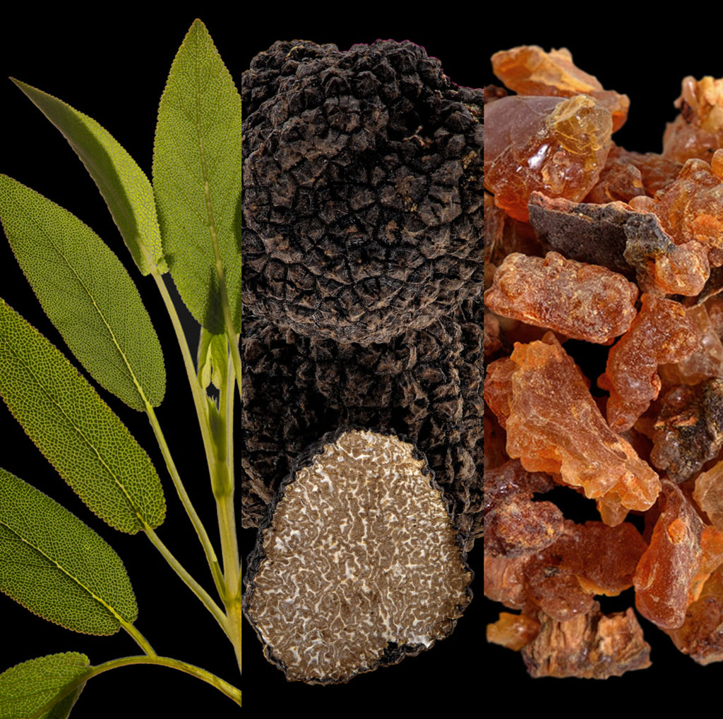 Bad Boy Cobalt Elixir